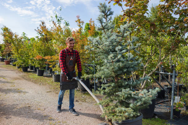 Tree and Shrub Care in Angels, CA